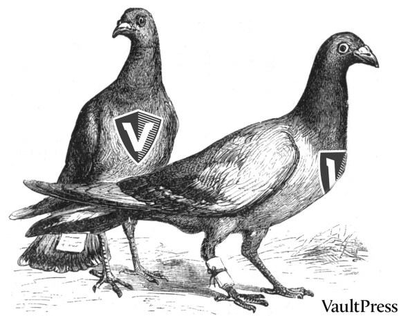 vaultpress-pigeons